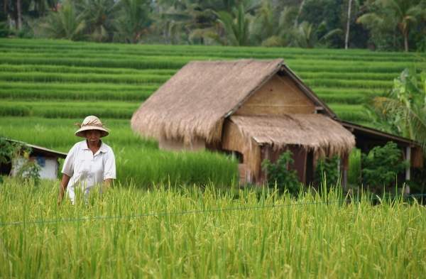 Zdjęcie z Indonezji - Pola ryzowe