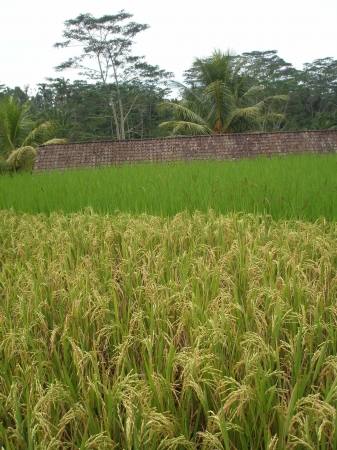 Zdjęcie z Indonezji - Ryz w roznych stadiach