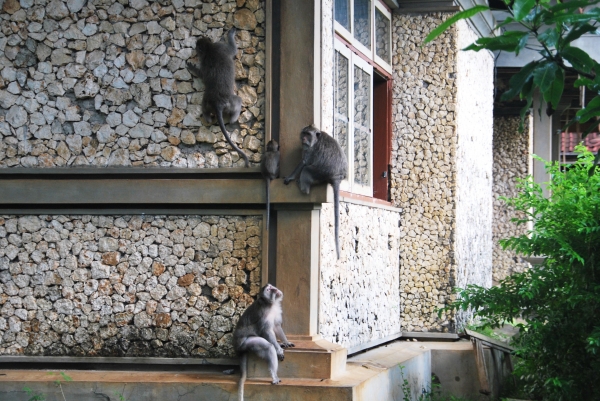 Zdjęcie z Indonezji - Wszechobecne makaki :)
