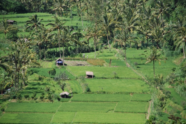Zdjęcie z Indonezji - Balijskie krajobrazy