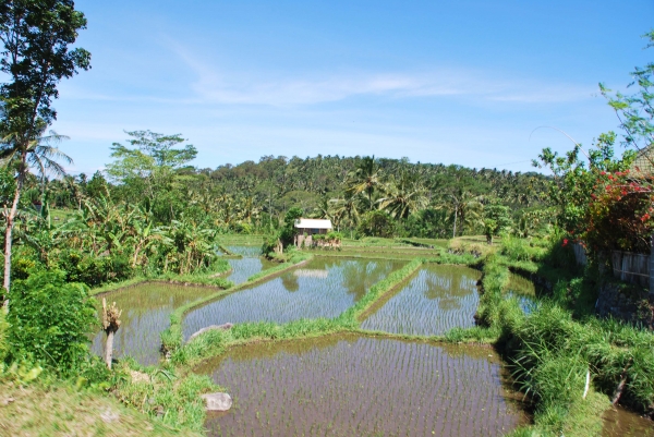 Zdjęcie z Indonezji - Ryz we wczesnej