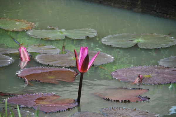 Zdjęcie z Indonezji - Ogrody Swiatyni