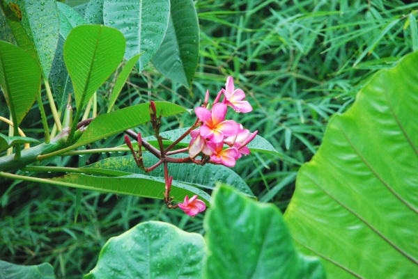 Zdjęcie z Indonezji - Kwiaty frangipani