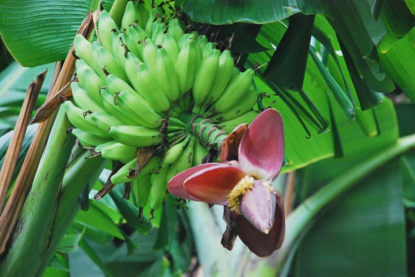 Zdjęcie z Indonezji - Bananowiec