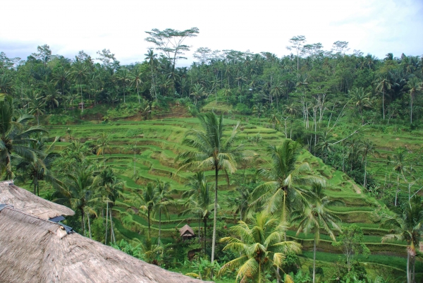 Zdjęcie z Indonezji - Tarasy ryzowe