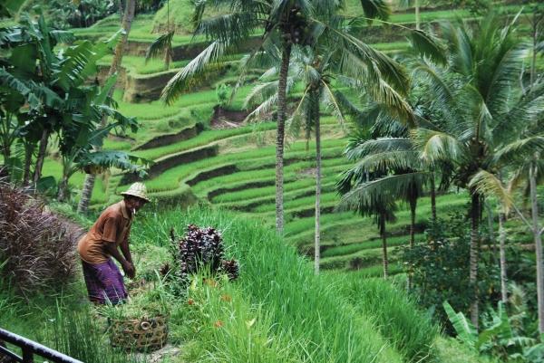 Zdjęcie z Indonezji - Balijski rolnik
