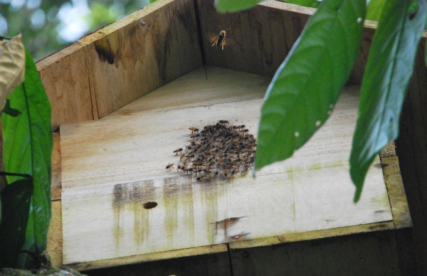 Zdjęcie z Indonezji - Pszczoly broniace ula