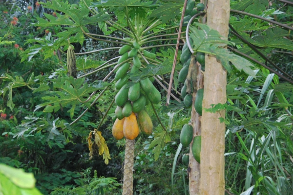 Zdjęcie z Indonezji - Owoce papaya