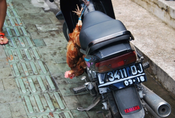 Zdjęcie z Indonezji - Sposob transportu zywych
