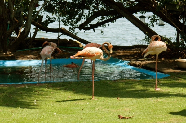 Zdjęcie z Kolumbii - Cartagena - Park
