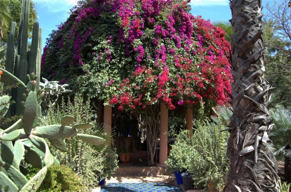 Zdjęcie z Maroka - Jardin Majorelle