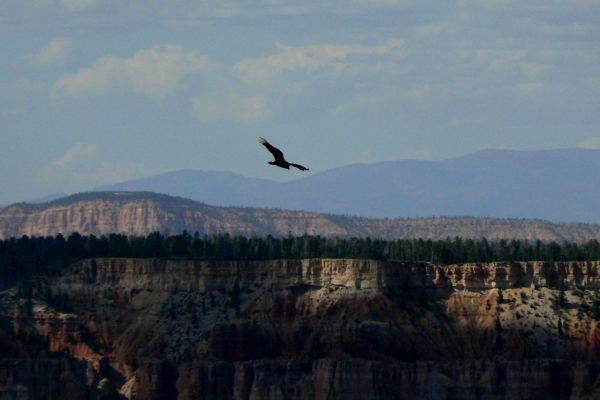 Zdjecie - Stany Zjednoczone - Bryce Canyon
