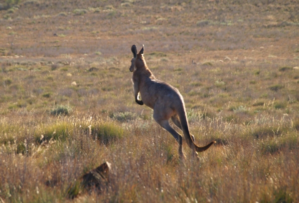 Zdjęcie z Australii - Euro - rudy kangur gorski