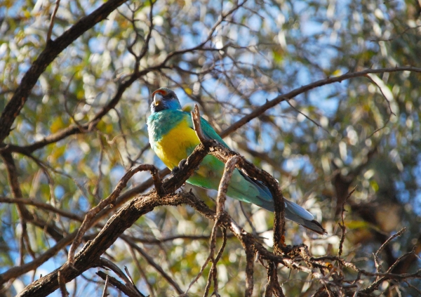 Zdjęcie z Australii - Ringneck Parrot 