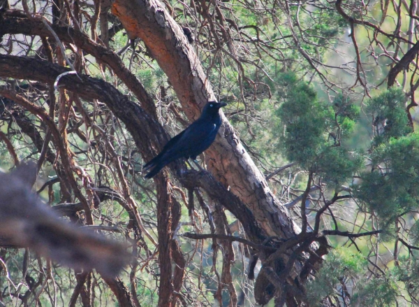 Zdjęcie z Australii - Kruk australian raven