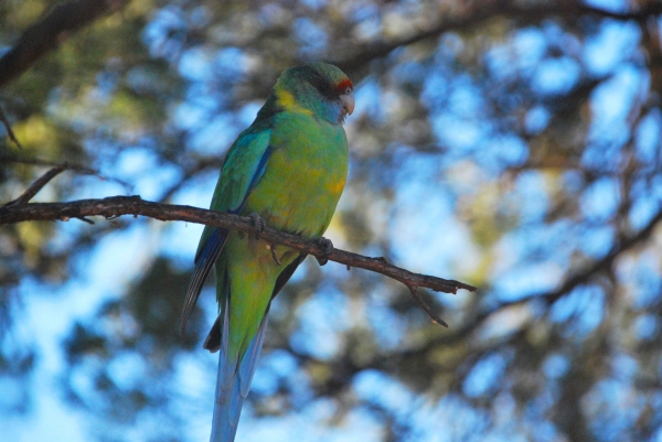 Zdjęcie z Australii - Papuga Ringneck Parrot