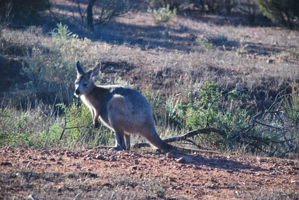 Zdjęcie z Australii - Kangur gatunku wallaroo