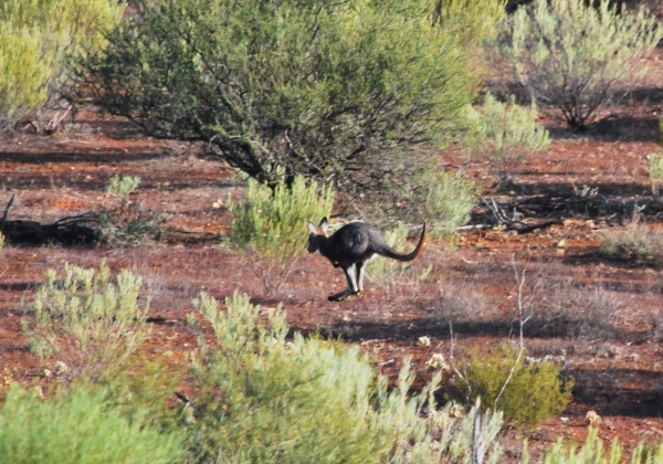 Zdjęcie z Australii - Kangur gatunku euro