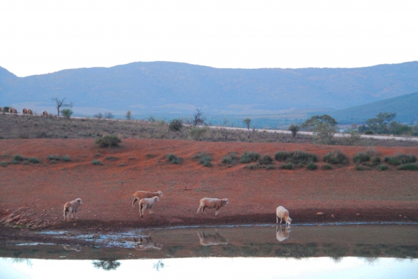 Zdjęcie z Australii - Owce przy wodopoju
