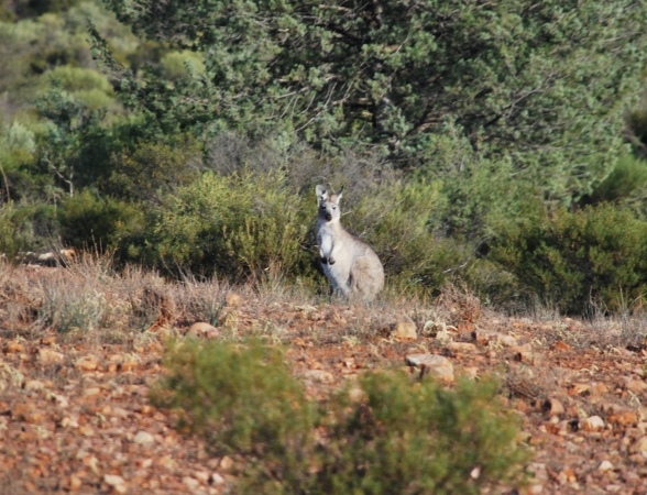 Zdjęcie z Australii - Kolejny ciekawski kangur