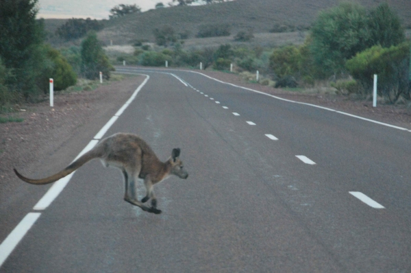 Zdjęcie z Australii - Na drogach wiodacych 