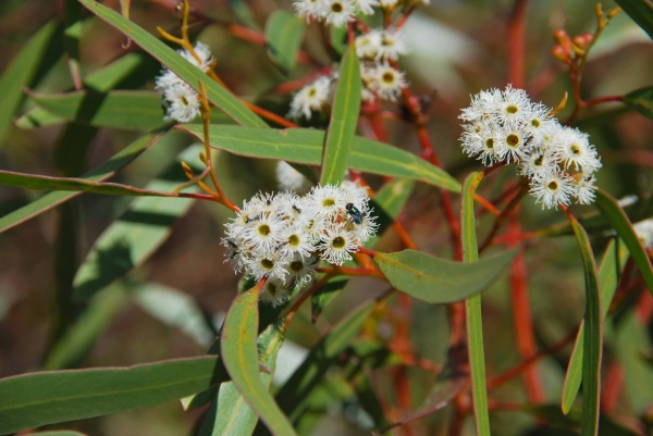 Zdjęcie z Australii - Kwitnacy eukaliptus