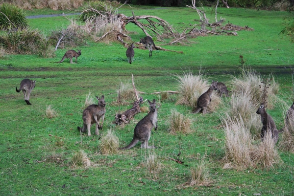 Zdjęcie z Australii - Kangurza lączka