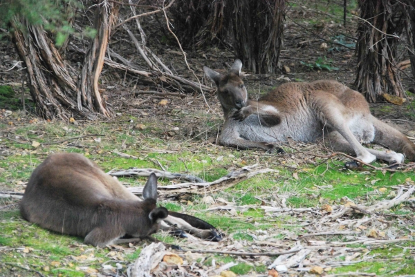 Zdjęcie z Australii - Kangury szare - eastern
