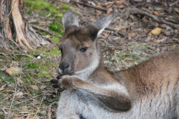 Zdjęcie z Australii - Mlody kangurek ssal