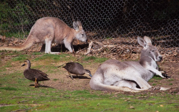 Zdjęcie z Australii - Kangury i kaczki