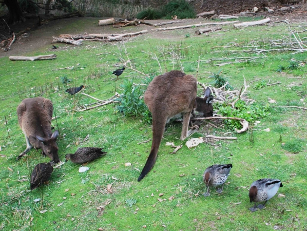 Zdjęcie z Australii - Kaczki, gesi, kangury
