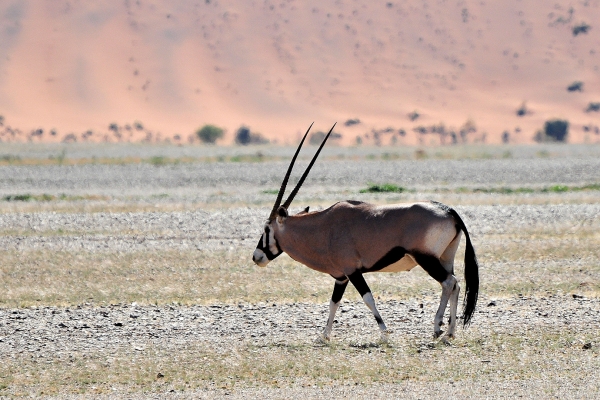 Zdjęcie z Namibii - 