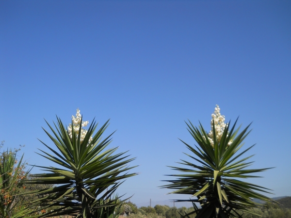 Zdjęcie z Grecji - Kwitnąca yucca