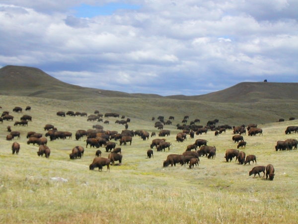 Zdjęcie ze Stanów Zjednoczonych - custer state park