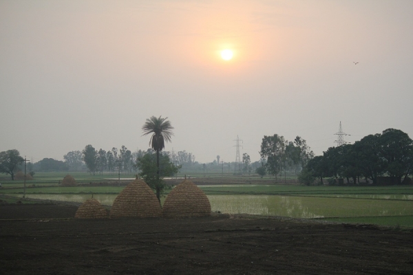 Zdjęcie z Indii - Zachód nad polem ryżowym