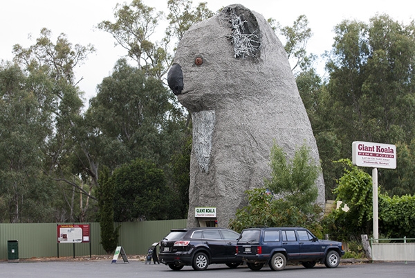 Zdjęcie z Australii - Giant Koala