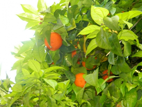 Zdjęcie z Turcji - słodziutkie pomarańcze