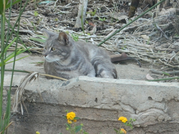 Zdjęcie z Turcji - przepiękny kotek