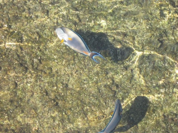Zdjęcie z Egiptu - rybki widziane z pomostu