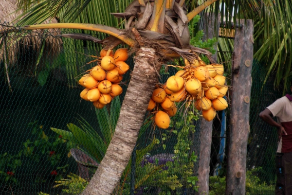 Zdjęcie ze Sri Lanki - Sok z tych owocow miod:)