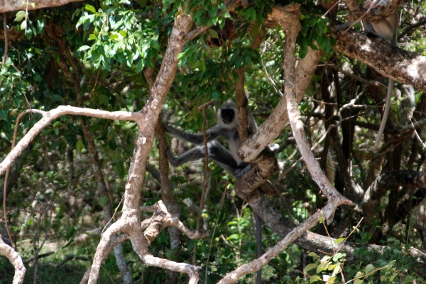 Zdjęcie ze Sri Lanki - Małpeczka:)