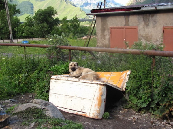 Zdjęcie z Gruzji - Kazbegi - psia buda.