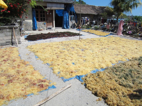Zdjęcie z Indonezji - Suszenie alg