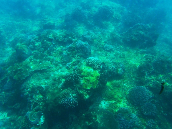 Zdjęcie z Indonezji - Kolonie koralowcow czesto