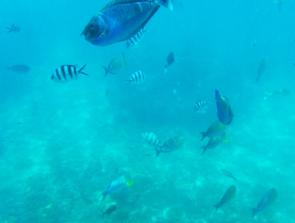 Zdjęcie z Indonezji - Ryby rafy koralowej