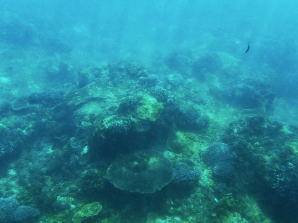 Zdjęcie z Indonezji - Podwodne "grzyby"