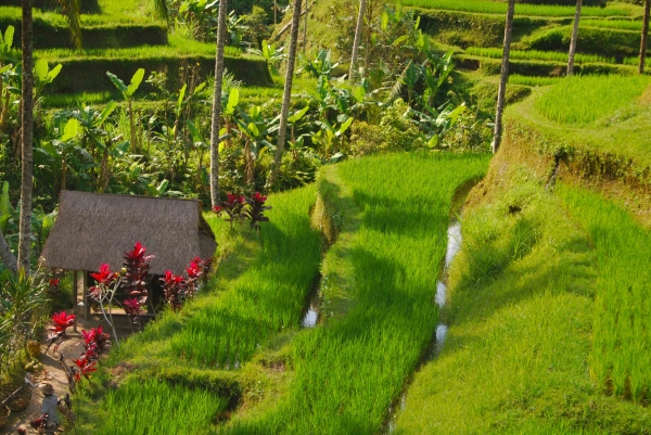 Zdjęcie z Indonezji - Tarasy ryzowe 