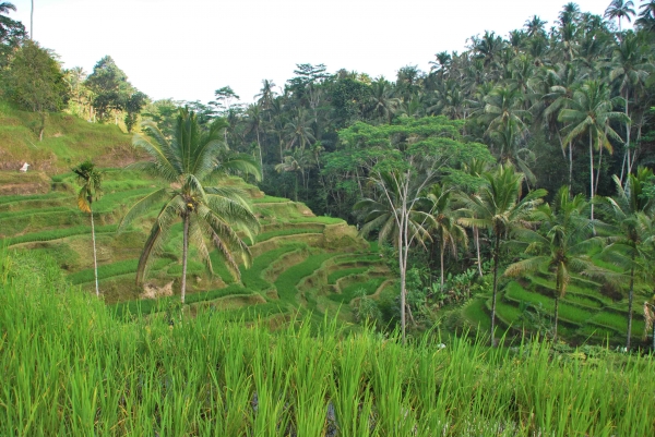 Zdjęcie z Indonezji - Balijskie pola ryzowe