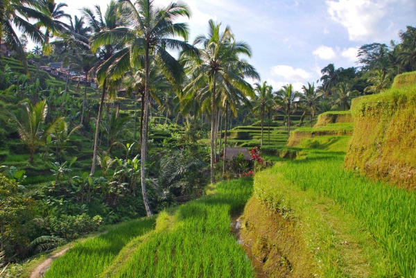 Zdjęcie z Indonezji - Soczysta zielen ryzu