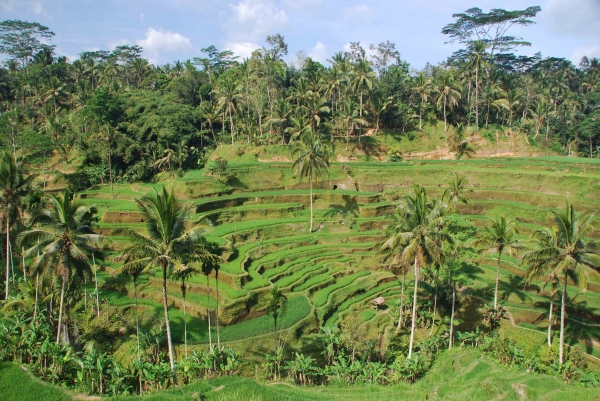 Zdjęcie z Indonezji - Tarasy ryzowe Tegalalang 